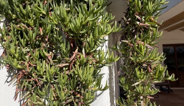 Resa Estates Finca san Miguel for sale offline 1.jpeg